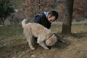 Tartufi