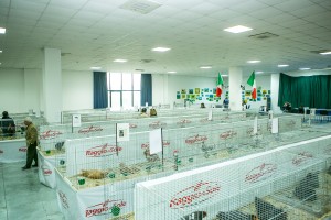 mostra1