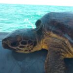 Tartaruga marina in difficoltà: la FISA interviene e salva una Caretta caretta